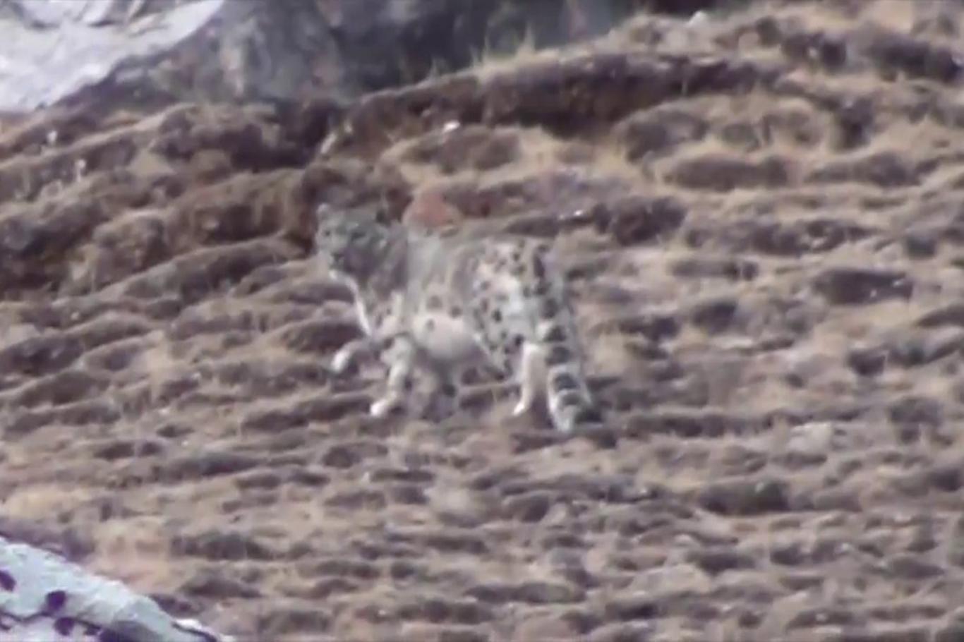 Kazakistan’da kar leoparları şehre indi